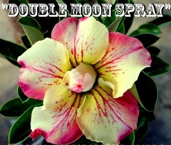 (image for) New Adenium \'Double Moon Spray\' 5 Seeds